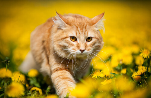 cats2 1709