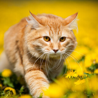 cats2_1709