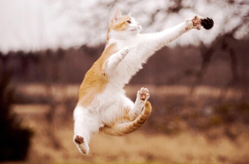 cats2 1710