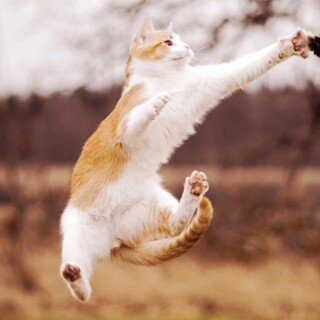 cats2_1710