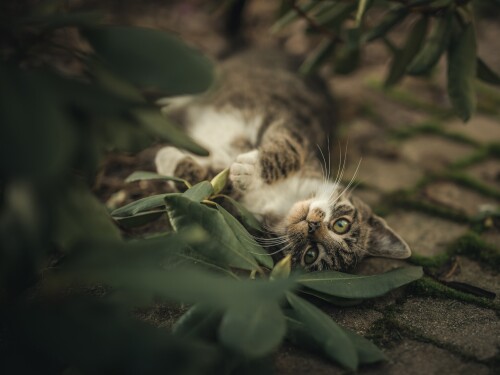 cats2 1718