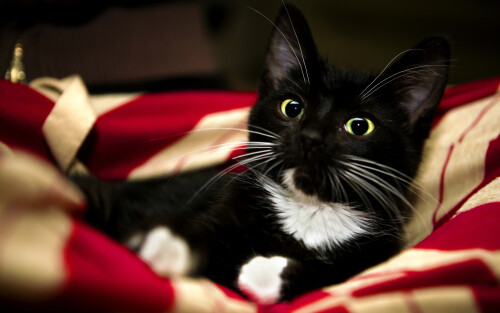 cats2 1722