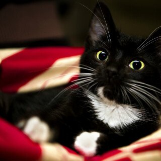 cats2_1722