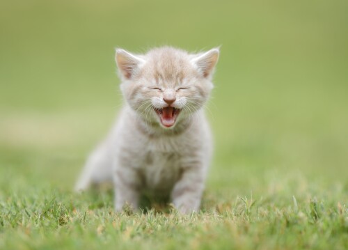 cats2 1723