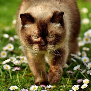 cats2_1724