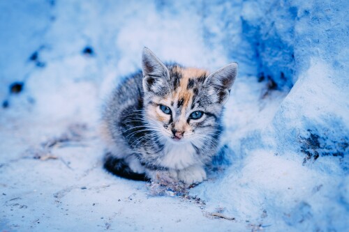 cats2_1730.jpg