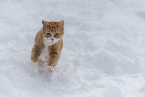 cats2 1734