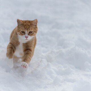 cats2_1734