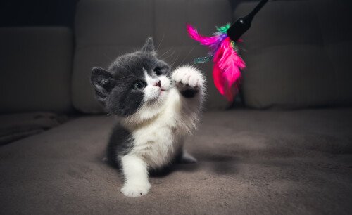 cats2 1737
