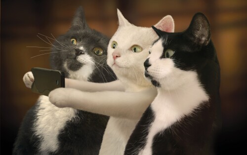 cats2 1741
