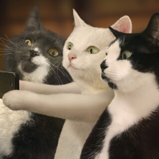 cats2_1741