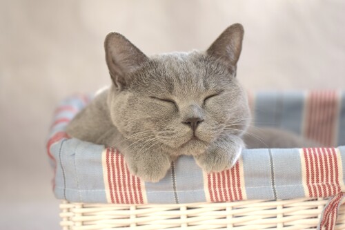 cats2_1746.jpg