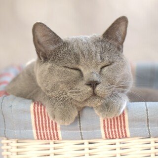 cats2_1746