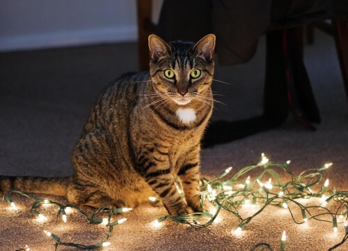 cats2 1747