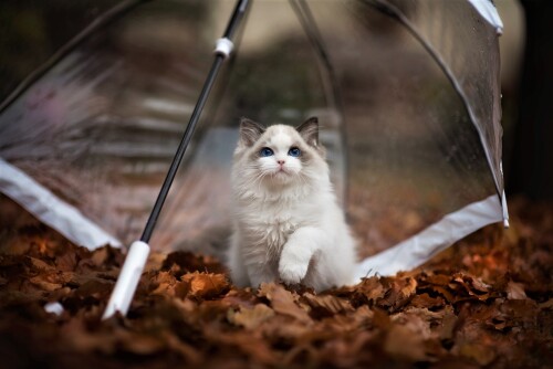 cats2 1751