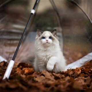 cats2_1751