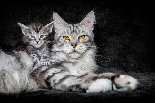 cats2 1753