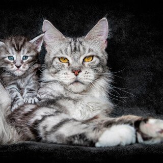 cats2_1753