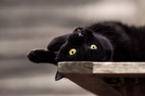 cats2 1756