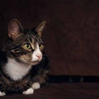 cats2_1765