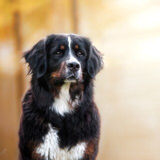 dogs1_0019