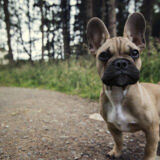 dogs1_0026
