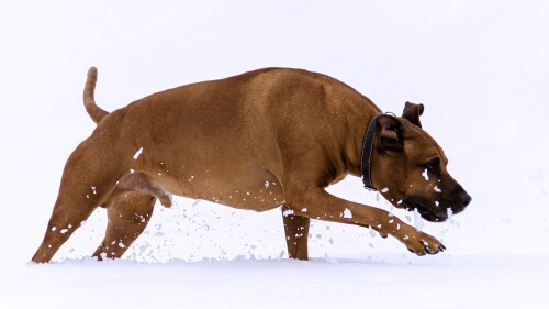 dogs1 0037