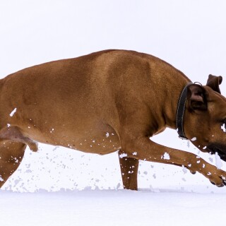 dogs1_0037