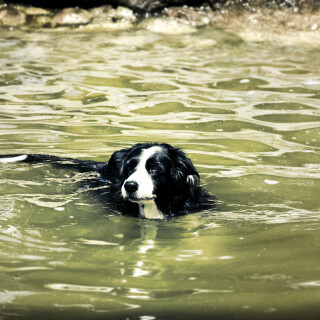 dogs1_0045