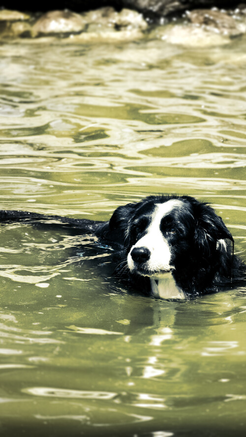 dogs1 0047