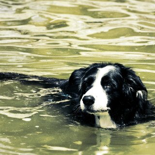 dogs1_0047