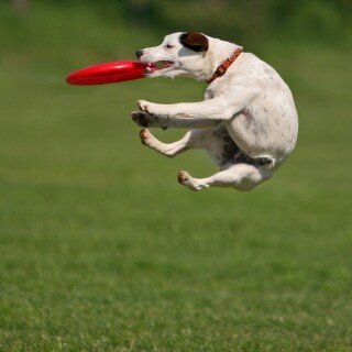 dogs1_0064