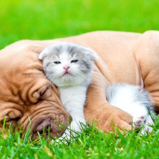 dogs1_0067