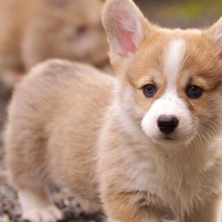 dogs1_0078