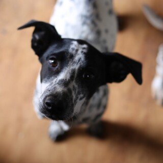 dogs1_0086