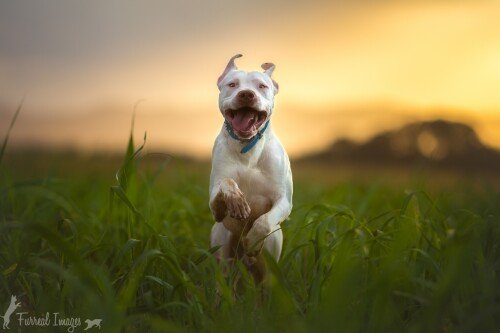 dogs1 0087