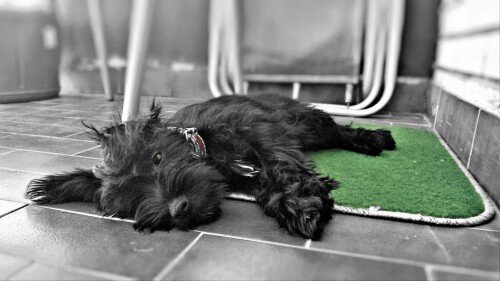 dogs1 0088