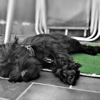 dogs1_0088