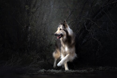 dogs1 0089