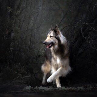 dogs1_0089