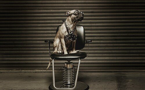 dogs1 0091