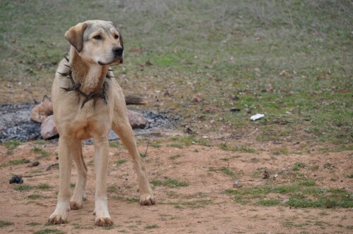 dogs1 0094