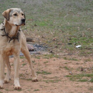 dogs1_0094