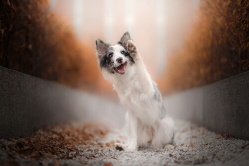 dogs1 0097