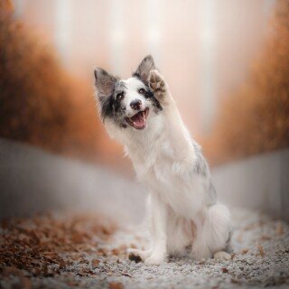 dogs1_0097
