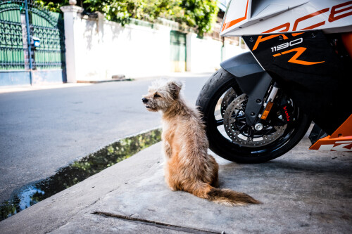 dogs1 0105
