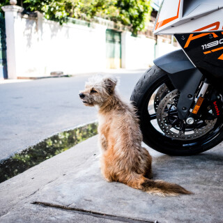 dogs1_0105