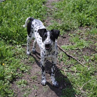 dogs1_0109
