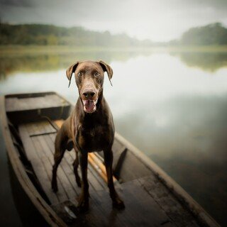 dogs1_0111