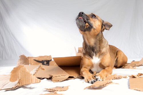 dogs1 0115